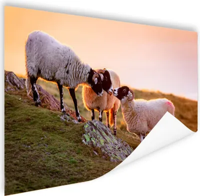 Produktbild von MuchoWow® Poster Schafe - Tiere - Sonnenuntergang 60x40 cm - Schlafzimmerdekoration