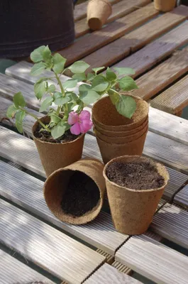 Produktbild von 24 Nortene Rundtöpfe aus Holzfasern und Torf