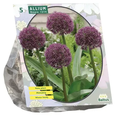 Produktbild von Allium Ostara je 5 Baltus-Zwiebeln