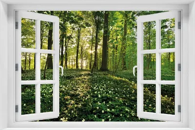 Produktbild von Wallario Poster mit Fenster-Illusion: Waldanemonen und Sonnenstrahlen im Wald, Größe: 100 x 150 cm
