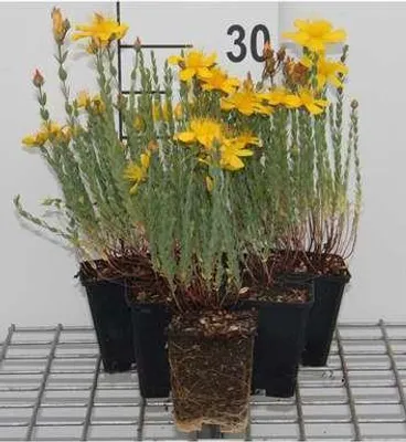 Zdjęcie produktu dla 6 x Hypericum olympicum (polyphyllum) - dziurawiec zwyczajny - doniczka 9 x 9 cm