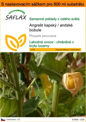 Obrázek produktu pro SAFLAX Garden in the bag - Angrešt kapský / andské bobule - Physalis peruviana - 100 Semena - S pěstebním substrátem v praktickém samovztyčovacím sáčku