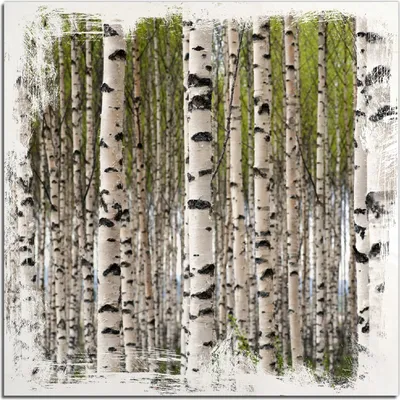 Produktbild von Kunstdrucke Wandbilder Holz in : Brillante Farben, Größe 50 x 50 cm Motiv Birkenwald - Baumstämme in schwarz weiß