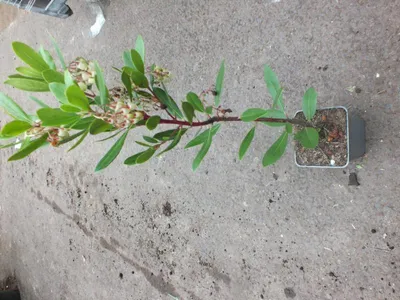 Produktbild von Erdbeerbaum ca. 30 cm Arbutus unedo -Erdbeerstrauch - Winterblüher und mediterranes Gehölz