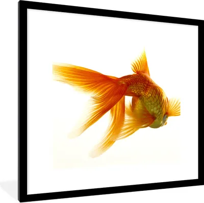 Produktbild von MuchoWow® Gerahmtes Poster Goldfisch - Meerestiere - Weiß 40x40 cm - Poster mit Schwarzem Bilderrahmen Wandposter Rahmen Foto Bilder - Poster - Plakat im Rahmen