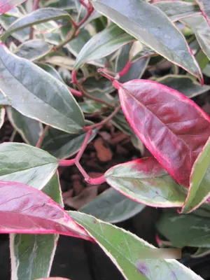 Produktbild von Traubenheide Whitewater - Traubenmyrte - Leucothoe fontanesiana - 30-40cm