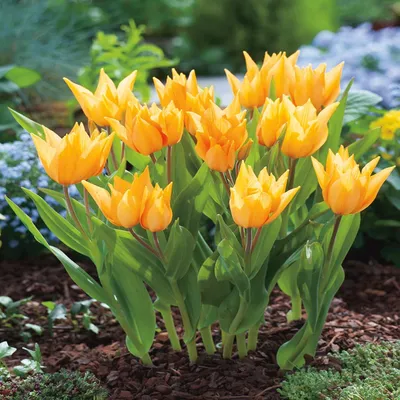Zdjęcie produktu dla Tulipan Botaniczny Praestans Shogun 5 szt Tulipany Cebulki Tulipanów Cebule