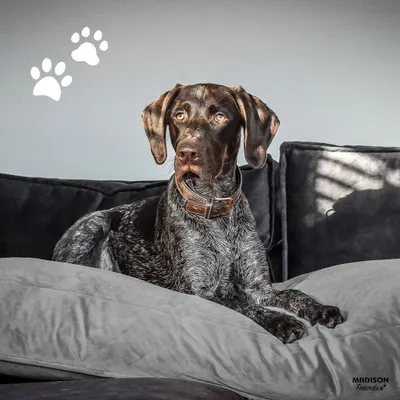 Image de Madison Coussin pour chien Velvet 120x90x15 cm Gris