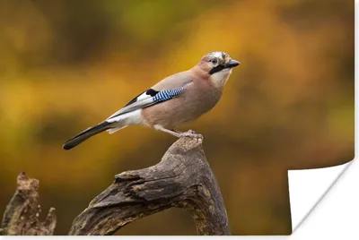 Produktbild von MuchoWow® Poster Vogel - Zweig - Eichelhäher 60x40 cm - Schlafzimmerdekoration