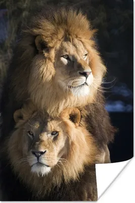 Produktbild von MuchoWow® Poster Löwen - Jagd - Wilde Tiere 80x120 cm - Papierdruck