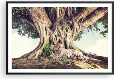 Produktbild von Gerahmtes Poster - Schwarzer Rahmen - Tiger Wild Baum - 91,5x61 cm - Wand Bild - Wanddeko - Wandbilder - Kunstposter - Wandposter - Bilderrahmen - Bilder - Kunstdruck Wanddekoration - P2BAA91x61-5124