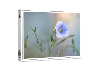 Produktbild von raxxa Premium-Puzzle "Leinblüte", 1000 Teile