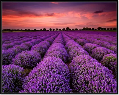 Produktbild von Wallario Wandbild Lavendelfeld unter rotem Himmel, Größe: 40,30 x 50,30 cm, Poster mit schwarzem Aluminiumrahmen