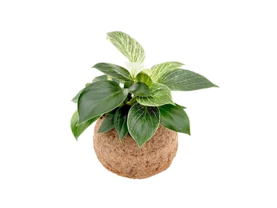 Obrázek produktu pro Kokodama Philodendron White Measure (S)