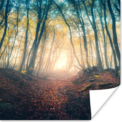 Produktbild von MuchoWow® Poster Wald - Nebel - Sonne - Herbst 75x75 cm - Wand Dekoration