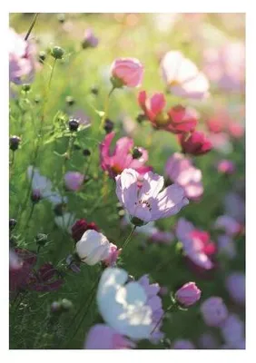 Produktbild von Glückwunschkarte ohne Text, farbenfrohes Blumenmotiv