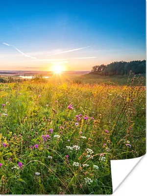 Produktbild von MuchoWow® Poster Sonne - Gras - Blumen 90x120 cm - Wohnzimmer