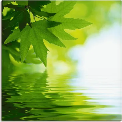 Produktbild von ARTland Leinwandbild Grüne Blätter reflektieren im Wasser Größe: 30x30 cm