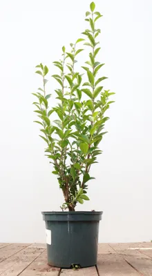Produktbild von Ligustrum ovalifolium, Ovalblättriger Liguster, 60–80 cm