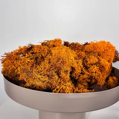 Produktbild von Reindeer Moss – Island Moos – Deko Moos in Natur, Pink, Lila, Orange, Rosa & Grün – 250g oder 500g – Natürliches, pflegeleichtes & luftreinigendes Dekomaterial – Für Wandbilder, Tischdeko & Pflanzenarrangements