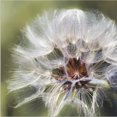 Produktbild von ARTland Wandbild Alu für Innen & Outdoor Pusteblume II Größe: 70x70 cm