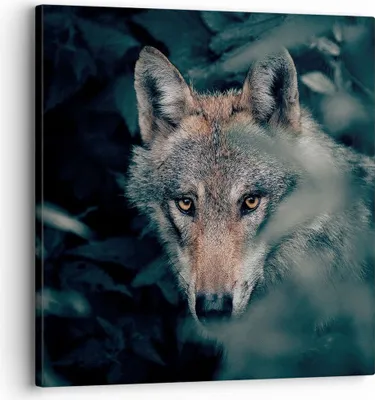 Produktbild von Bild auf Leinwand - Leinwandbild - Einteilig - Wolf Wald Raubtier - 30x30cm - Wand Bild - Wanddeko - Wandbilder - Leinwanddruck - Bilder - Wanddekoration - Leinwand bilder - Wandbild - AC30x30-5053