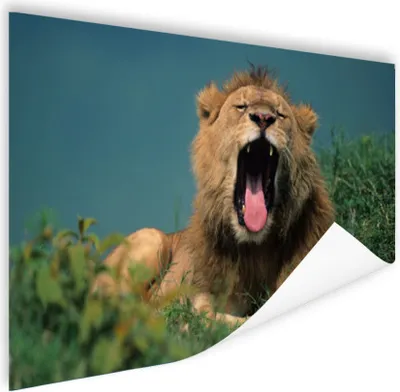 Produktbild von MuchoWow® Poster Löwe - Wildes Tier - Savanne 60x40 cm - Schlafzimmerdekoration