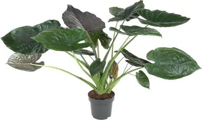 Productafbeelding van Famanu Alocasia Wentii - 120 cm - diameter 32 cm
