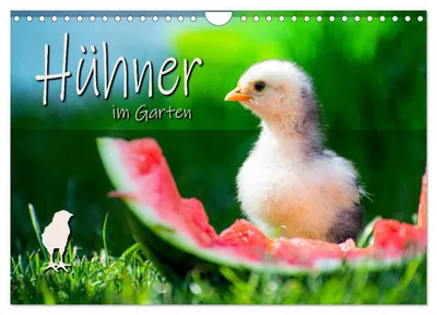 Produktbild von Hühner im Garten (Wandkalender 2027 DIN A4 quer), CALVENDO Monatskalender