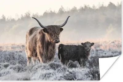 Produktbild von MuchoWow® Poster Schottisches Hochlandrind - Kalb - Tiere 60x40 cm - Schlafzimmerdekoration
