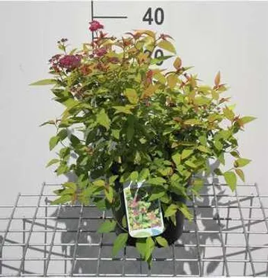 Produktbild von Spiraea jap. 'Goldflame' - Brautspiere 25- 30 cm - Container