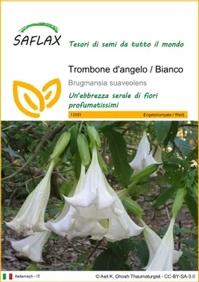 Immagine prodotto di SAFLAX  - Trombone d'angelo / Bianco - 10 semi - Brugmansia
