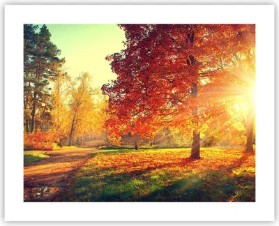 Produktbild von Poster - Poster ohne Rahmen - Park Herbst Baum - 50x40 cm - Wand Bild - Wanddeko - Wandbilder - Kunstposter - Wandposter - Bilder - Kunstdruck - Wanddekoration - Wandbild - P2XAA50x40-3654