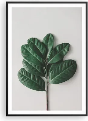Produktbild von Gerahmtes Poster - Schwarzer Rahmen - Blätter Pflanzen Botanik - 70x100 cm - Wand Bild - Wanddeko - Wandbilder - Kunstposter - Wandposter - Bilderrahmen - Bilder - Kunstdruck - P2BPA70x100-4956