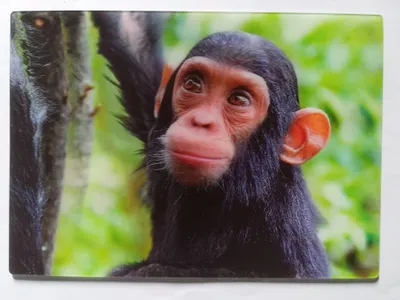 Produktbild von 3 D Ansichtskarte Schimpanse, Postkarte Wackelkarte Hologrammkarte, Tier Affe