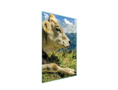 Image de Planche à découper en verre 35x52 Vache