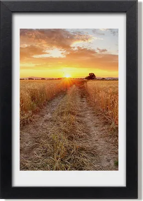 Produktbild von Bild 20x30 MDF-Rahmen, Wandkunst Weizenfeld