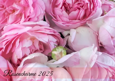 Image de raxxa Calendrier mensuel Premium Charme des roses 2025 horizontal