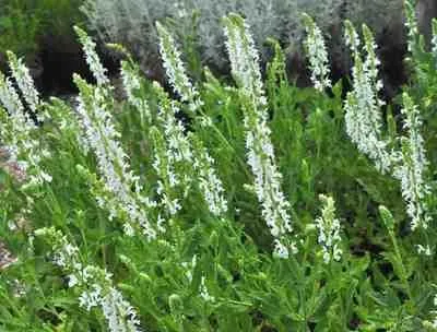Zdjęcie produktu dla 6 x Salvia nem. 'snowhill' - mech gwiaździsty - doniczka 9 x 9 cm