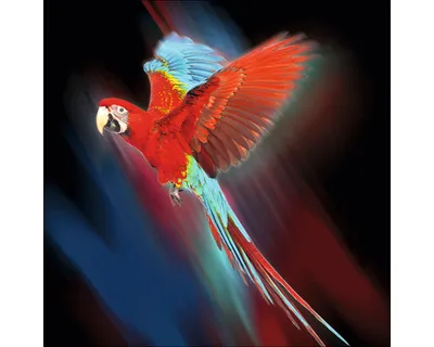 Produktbild von Glasbild Red Parrot GLA2364 20x20 cm