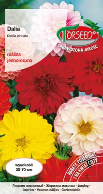 Produktbild von Samen von Dahlia voll und halb voll Mix 1g - Torseed