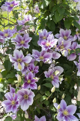 Produktbild von 2 x  Waldrebe  - Clematis 'Piilu'  | 50-60 cm in Container