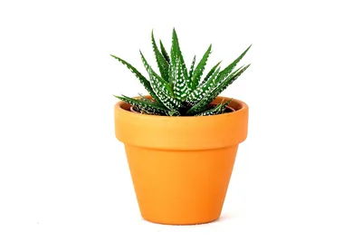Obrázok produktu pre Gardners Haworthia mix, priemer 6 cm