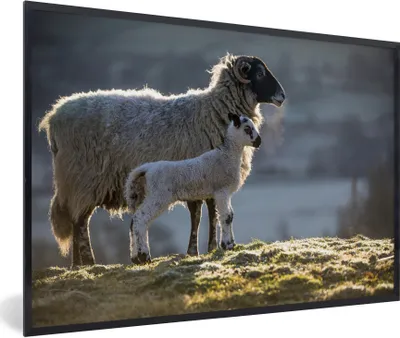 Produktbild von MuchoWow® Gerahmtes Poster Schaf - Lamm - Sonne 60x40 cm - Poster mit Schwarzem Bilderrahmen Wandposter Rahmen Foto Bilder - Printing - Wanddeko Schlafzimmer