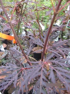 Produktbild von Japanischer Ahorn Firecracker - Ahorn palmatum 80-100