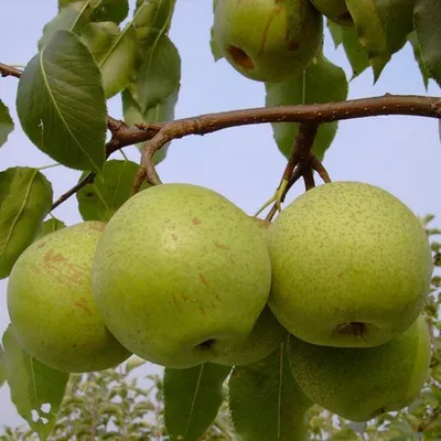 Produktbild von Nashi Mischiratz Buschbaum
