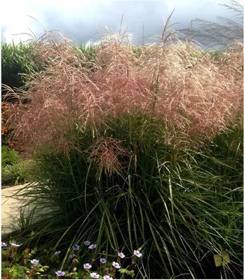Produktbild von Stauden Gänge 10 x Miscanthus sinensis 'Pink Cloud' im 1 Liter Topf - Rosa Chinaschilf - Zarte Farbspiele für traumhafte Beete - Winterhart
