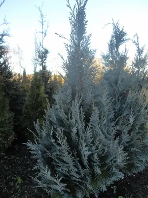 Produktbild von Chamaecyparis lawsoniana Van Pelts Blue - Gartenzypresse Van Pelts Blue - 40-60cm