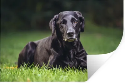 Produktbild von MuchoWow® Wandtattoo Wandsticker Wandaufkleber Ein schwarzer Labrador im Gras 90x60 cm Selbstklebend und Repositionierbar - Aufkleber
