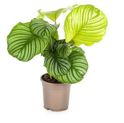 Produktbild von Calathea Orbifolia Ø17cm - Höhe 40 - 50cm